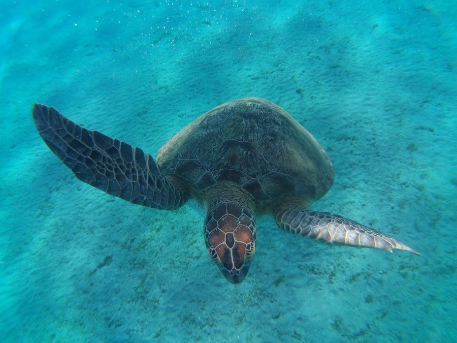 Green sea turtle in the clear water near Marsa Alam
